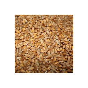 Пшеница яровая для проращивания.