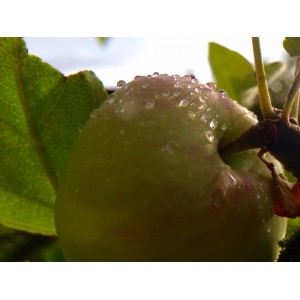 Яблочный уксус на меду, с  живой закваской.(в стекле, 1л.)